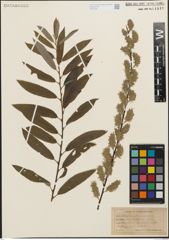 Foto von Salix humilis Marshall x Salix sericea Marshall